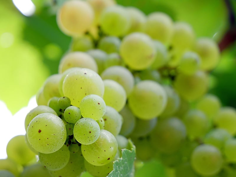 White Grapes